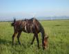 1 Day Horse-riding Tour on Kangxi Grassland