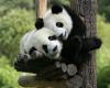 1 Day Chengdu Panda Base + Leshan Buddha Classic Tour