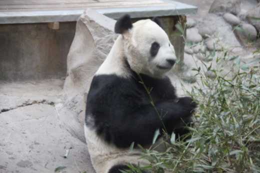 Panda at Beijing Zoo.