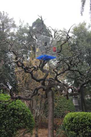 Bird cage in tree in Xi'an.