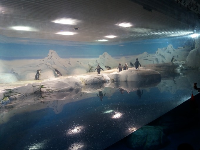 Пингвины в Океанариум ,Шанхай