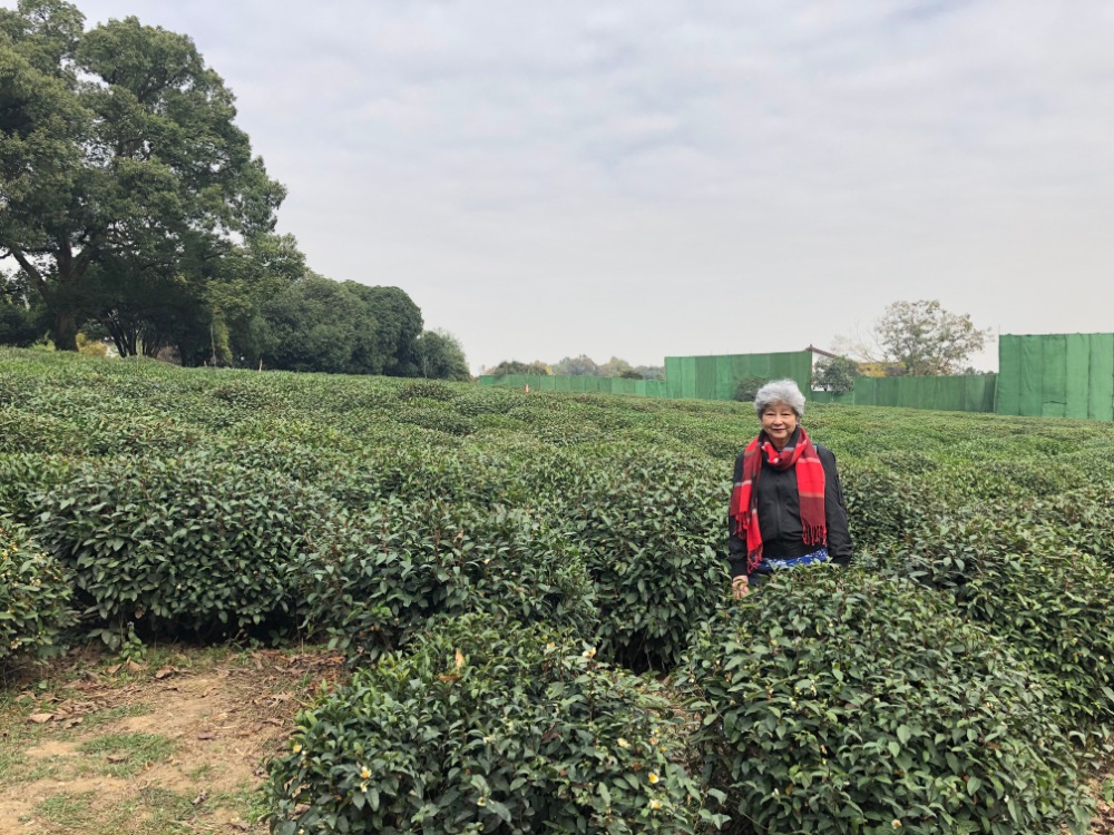longjing tea plantation in xihu in 