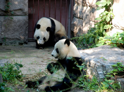 Giant Pandas in Beijing Zoo
