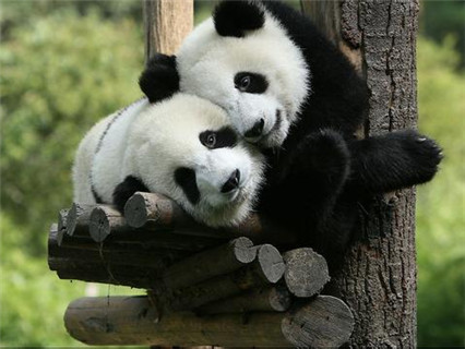 Panda Breeding Center