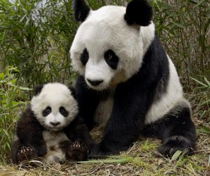 Beijing Zoo (Pandas' House)