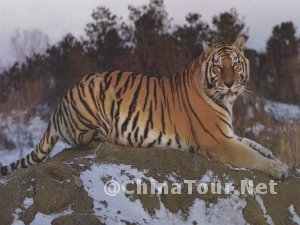 Siberia Tiger