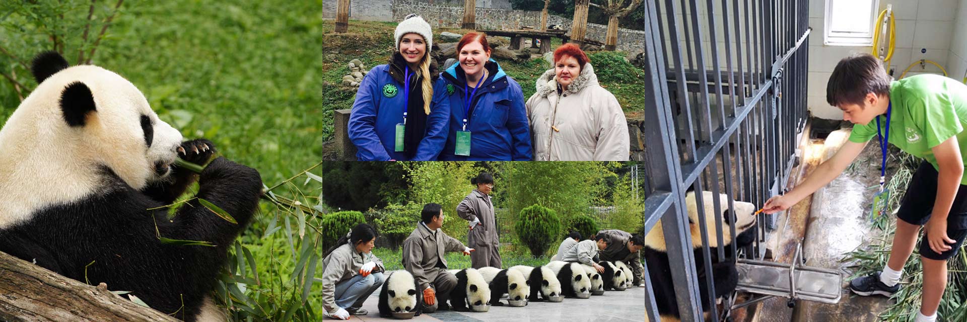 1 Day Giant Panda Volunteer Keeper Tour