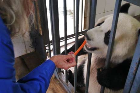 1 Day Giant Panda Volunteer Keeper Tour